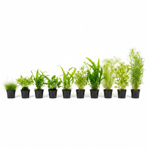 Budget Plantenmix XL