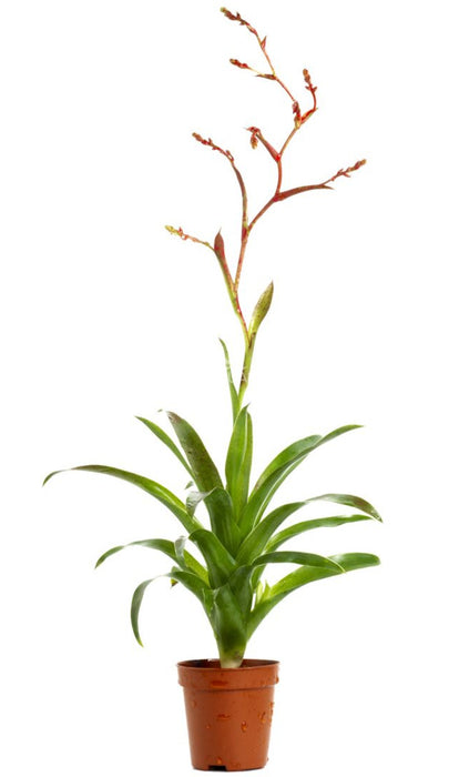 Catopsis (Bromelia)