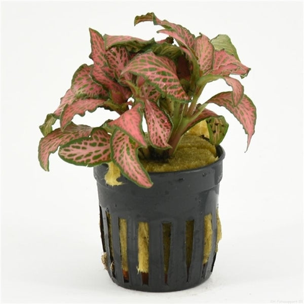 Fittonia Forrest Flame