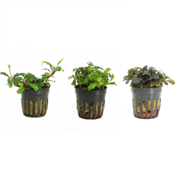 🌿Bucephalandra Aquariumplant: Verzorging, Soorten, Aquascaping🌿