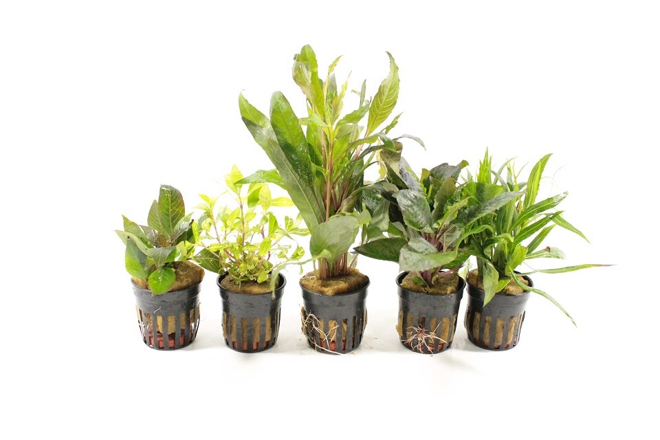 🌿Hygrophila Aquariumplant: Verzorging, Soorten & Tips🌿