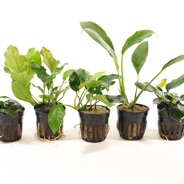 🌿Anubias: Robuuste Schoonheid voor Elk Aquarium🌿