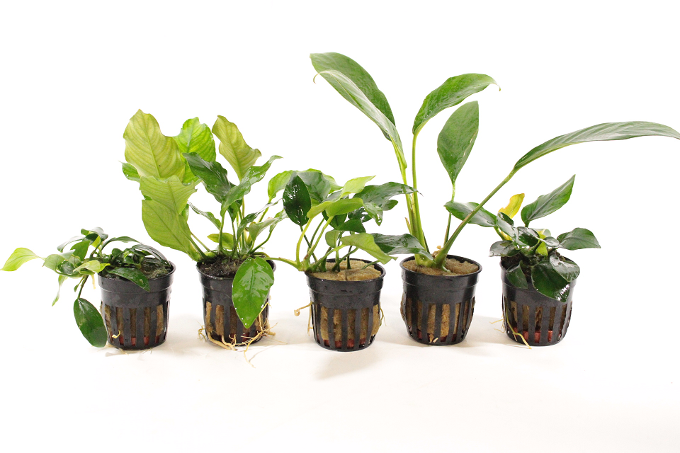 🌿Anubias: Robuuste Schoonheid voor Elk Aquarium🌿