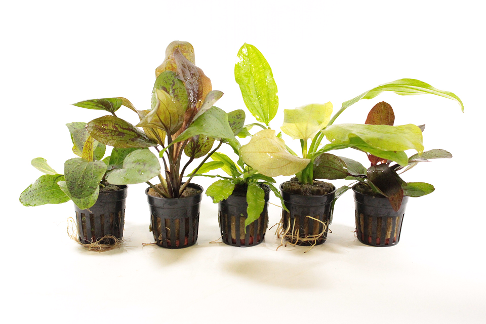 🌿Echinodorus: Majestueuze Zwaardplanten voor het Aquarium🌿