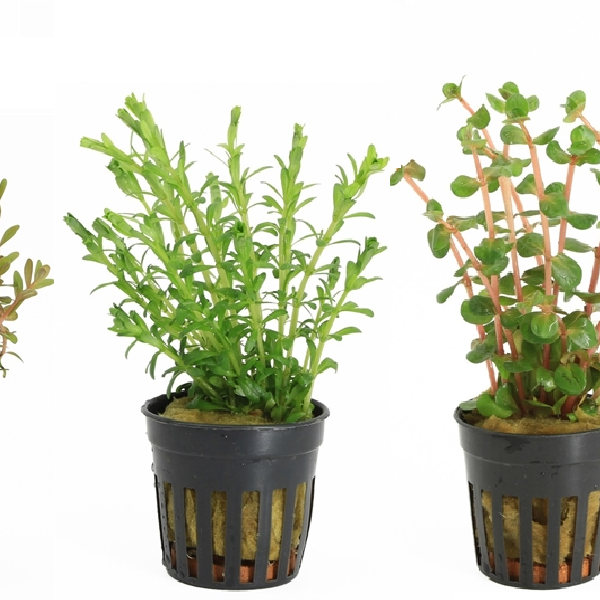 🌿Rotala Aquariumplant: Soorten, Verzorging, Aquascaping🌿