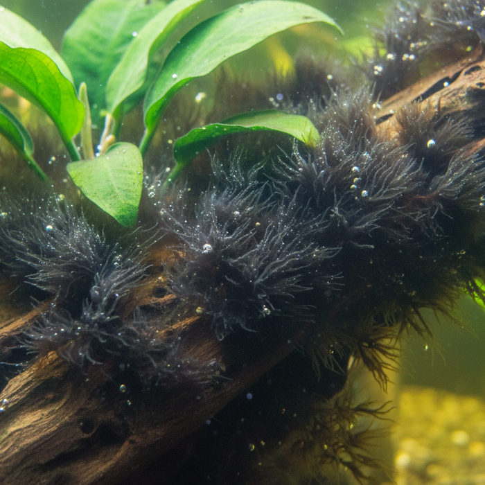 Baardalgen bestrijden in het aquarium: Complete gids