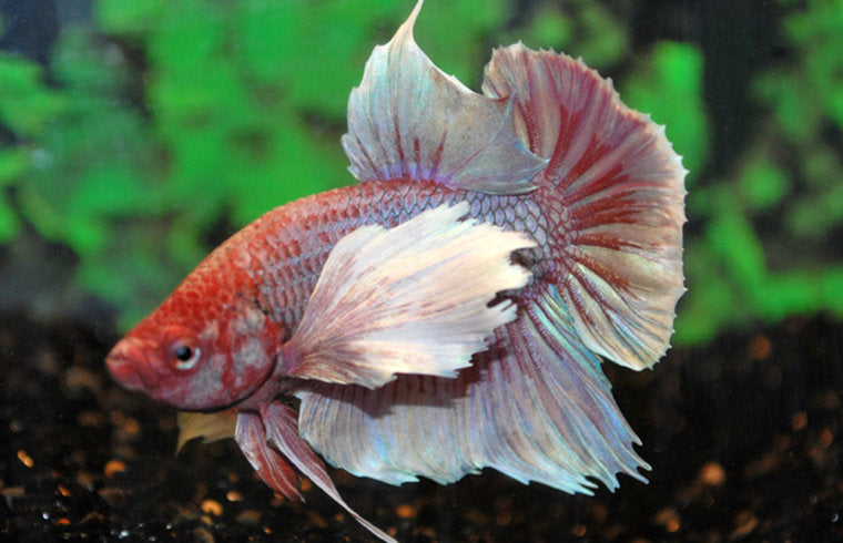 Huisdier Betta Vis