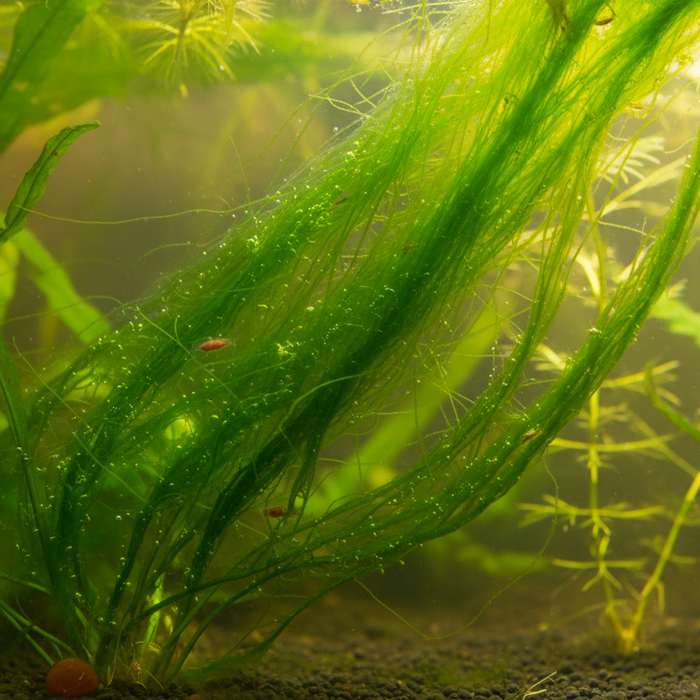 Groene algen bestrijden: draadalgen en puntalgjes aanpakken