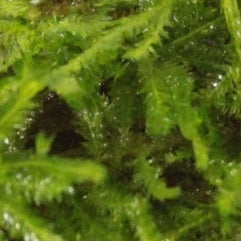 Verschillende mossoorten voor in het aquarium - Aquariumplantenshop