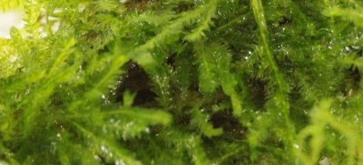 Verschillende mossoorten voor in het aquarium