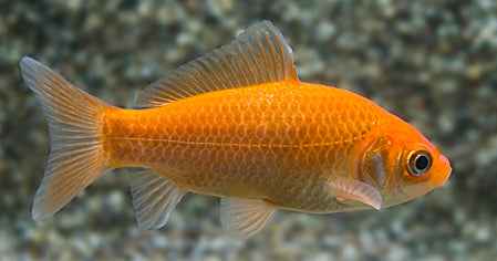 Vijvervissen bekijken bij Aquariumplantenshop in Heinkenszand