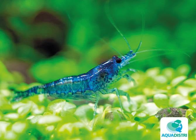 Garnalen bekijken bij Aquariumplantenshop in Heinkenszand