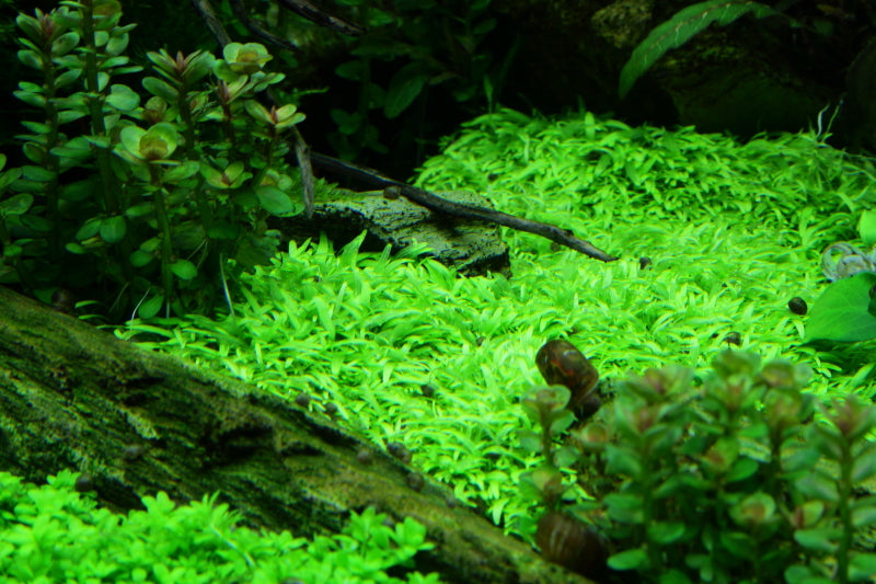 Tropica Utricularia graminifolia 1-2-Grow!