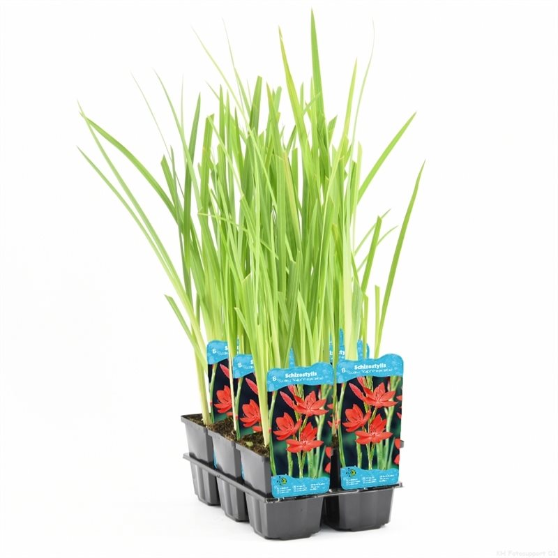 Schizostylis Coccinea Major