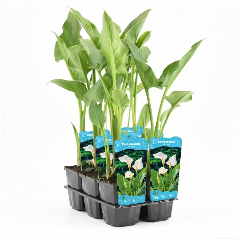 Zantedeschia Aethiopica