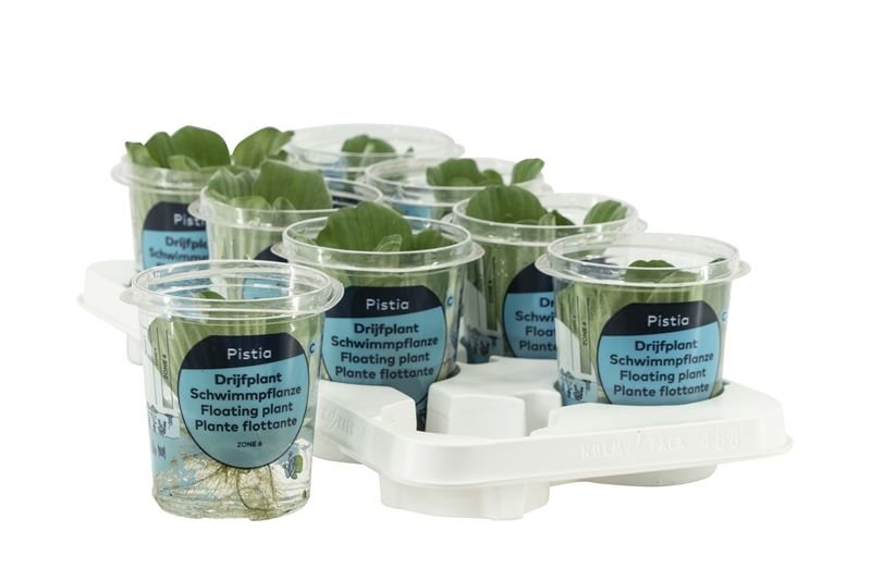 Pistia Stratiotes in cup