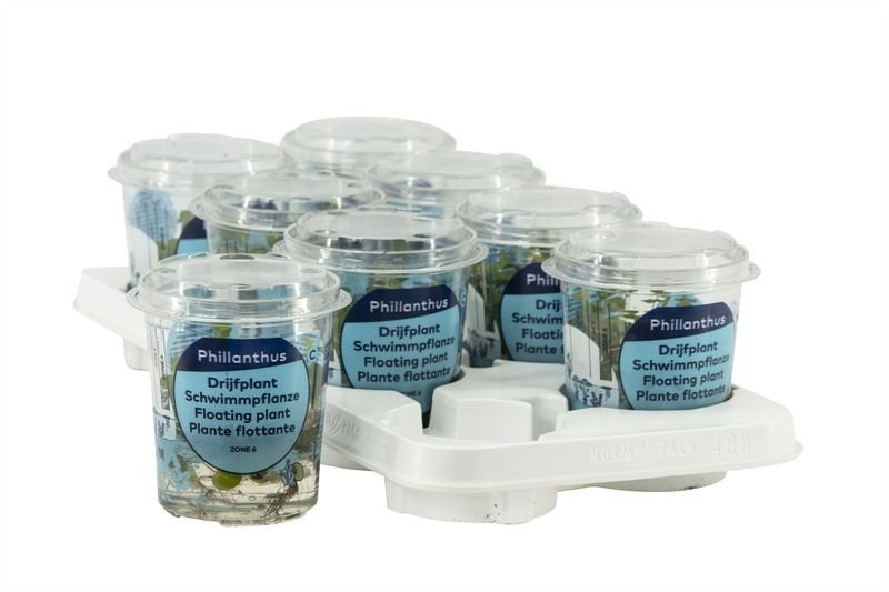 Phillanthus Fusstans in cup
