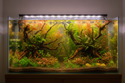 120 cm Aquarium Plantenmix