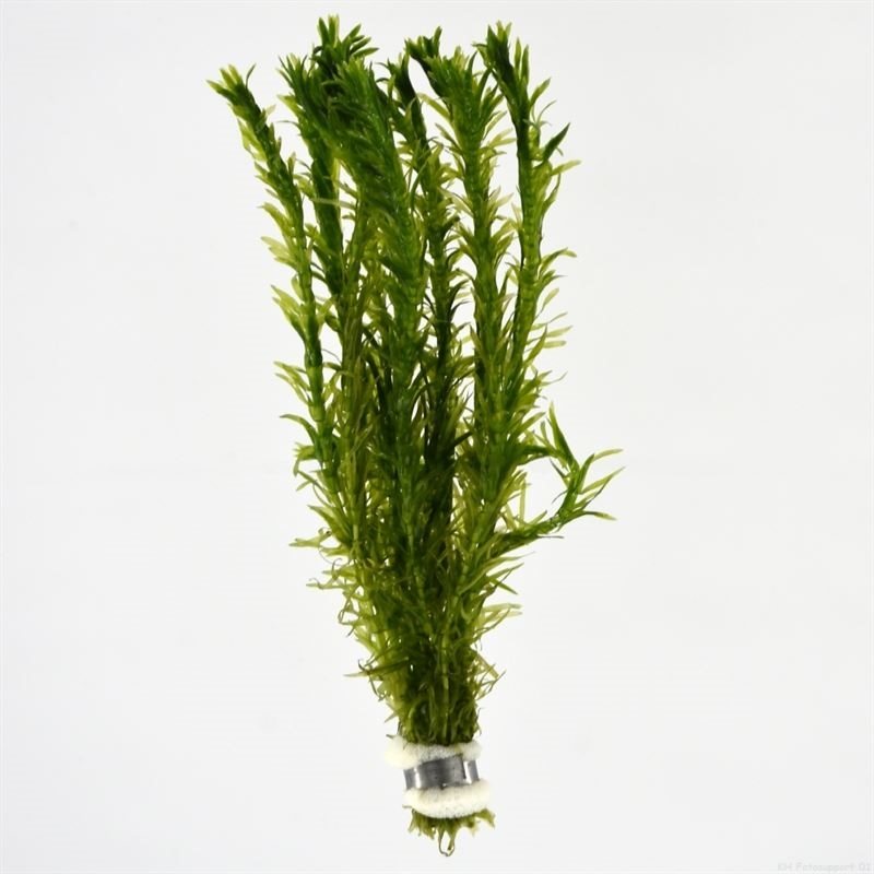 Elodea Densa in cup