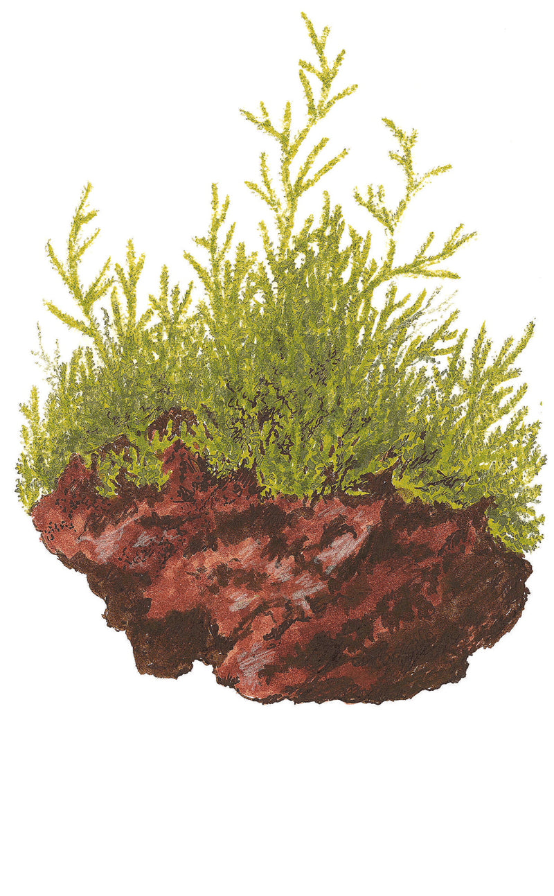 Tropica Taxiphyllum barbieri 'Bogor Moss' 1-2 Grow!