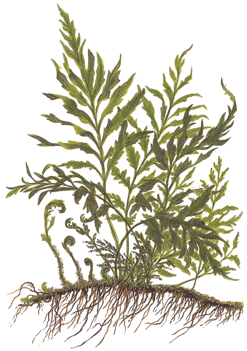 Tropica Bolbitis heudelotii