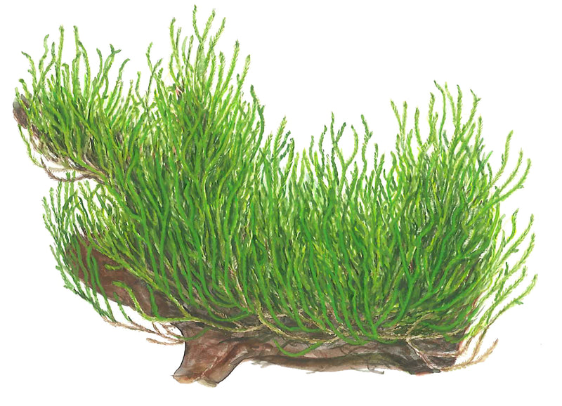 Tropica Taxiphyllum sp. ’Flame Moss’ 1-2-Grow!