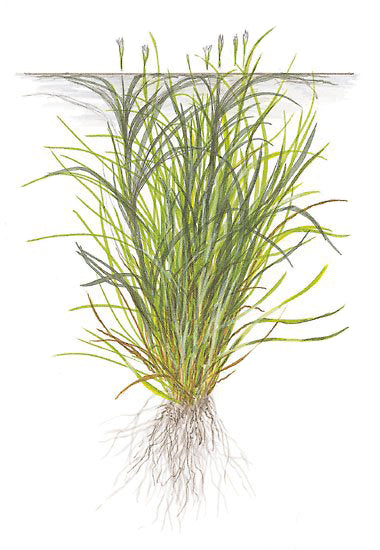 Tropica Blyxa japonica 1-2-Grow!