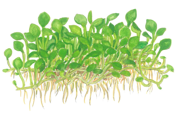 Tropica Marsilea minuta 1-2-Grow!