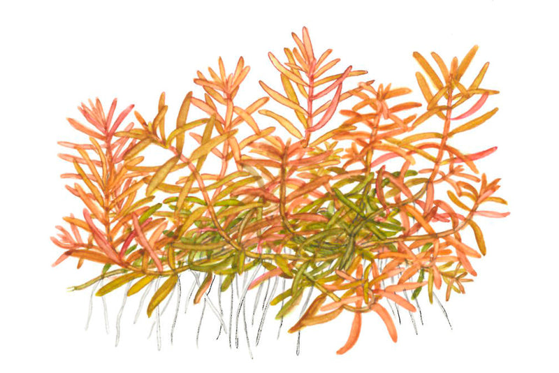 Tropica Rotala rotundifolia 'H'ra' 1-2 Grow!