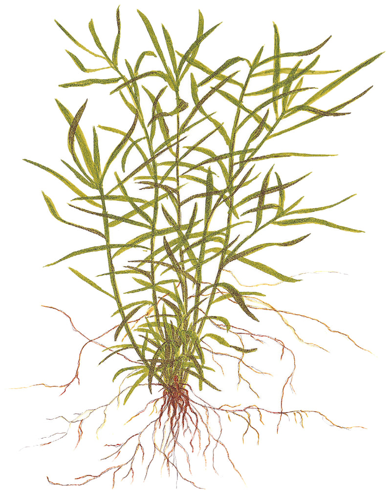 Tropica Heteranthera zosterifolia 1-2-Grow!