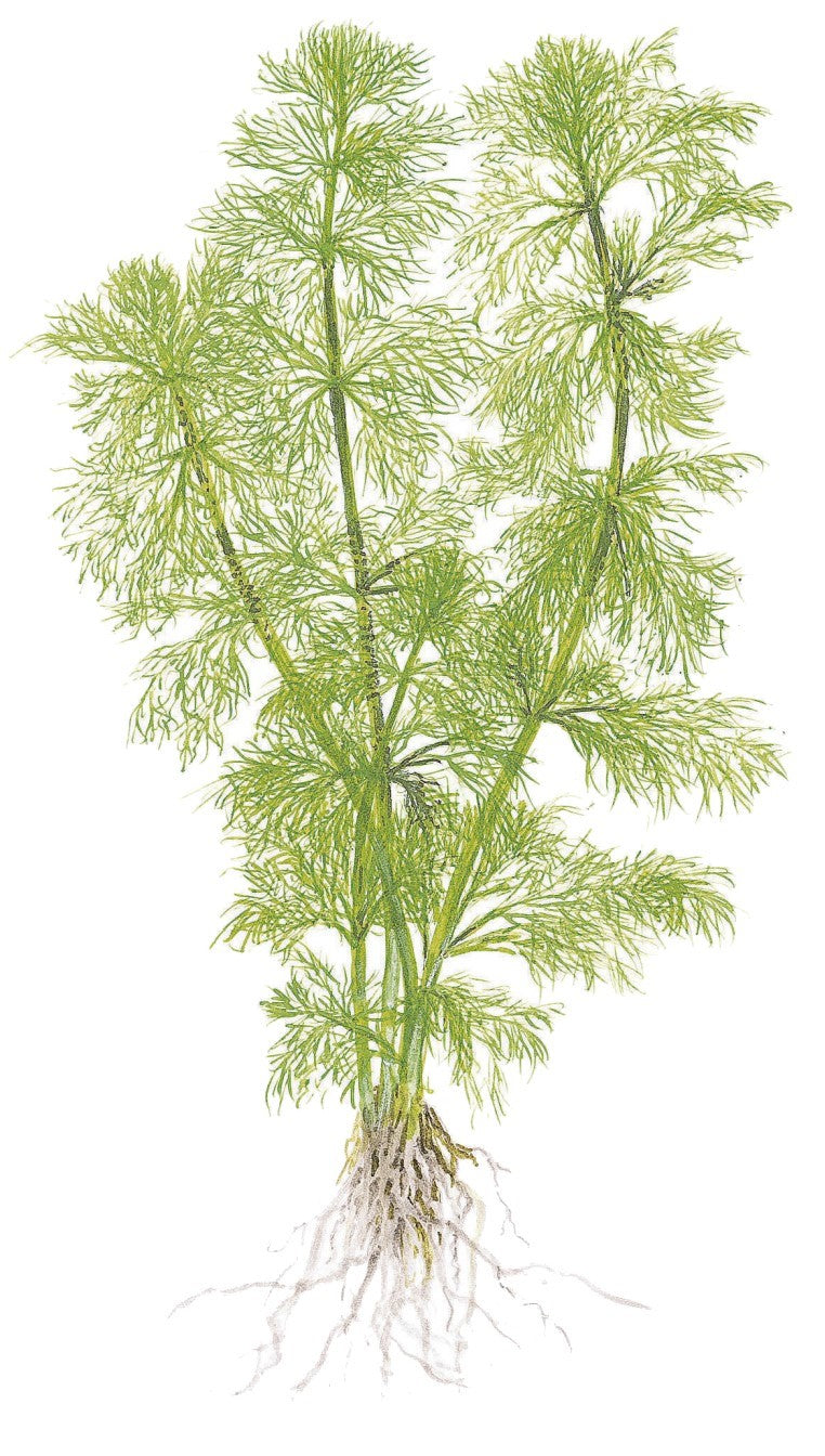 Tropica Limnophila aquatica 1-2-Grow!