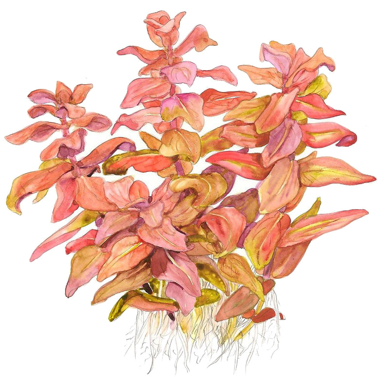 Tropica Rotala macrandra 1-2-Grow!