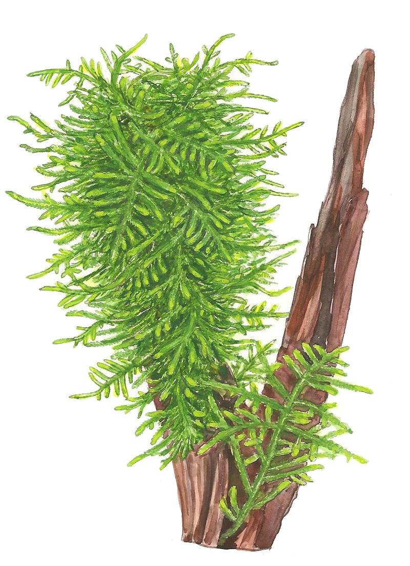Tropica Taxiphyllum sp. 'Spiky Moss' 1-2 Grow!