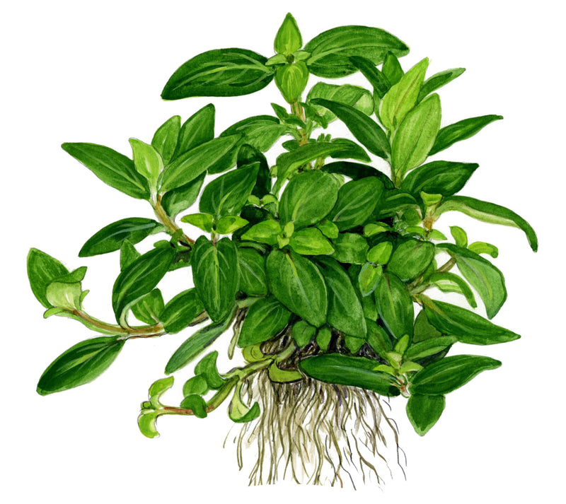 Tropica Staurogyne repens 1-2 Grow!
