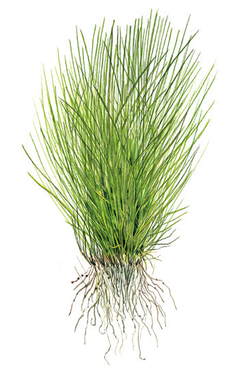 Tropica Eleocharis acicularis 1-2 Grow!