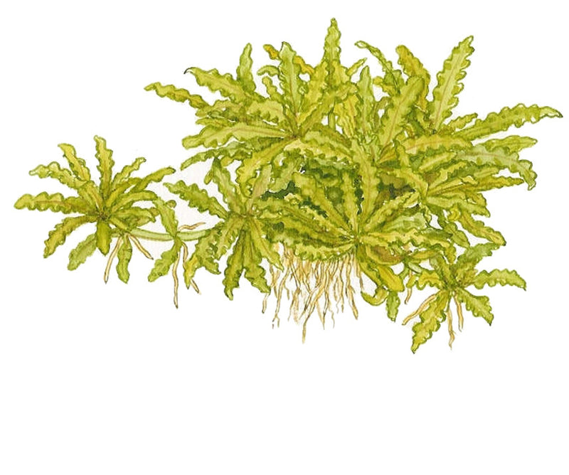 Tropica Pogostemon helferi 1-2-Grow!