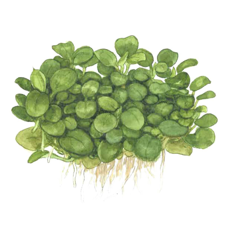 Tropica Anubias barteri 'Mini Coin' 1-2-Grow!