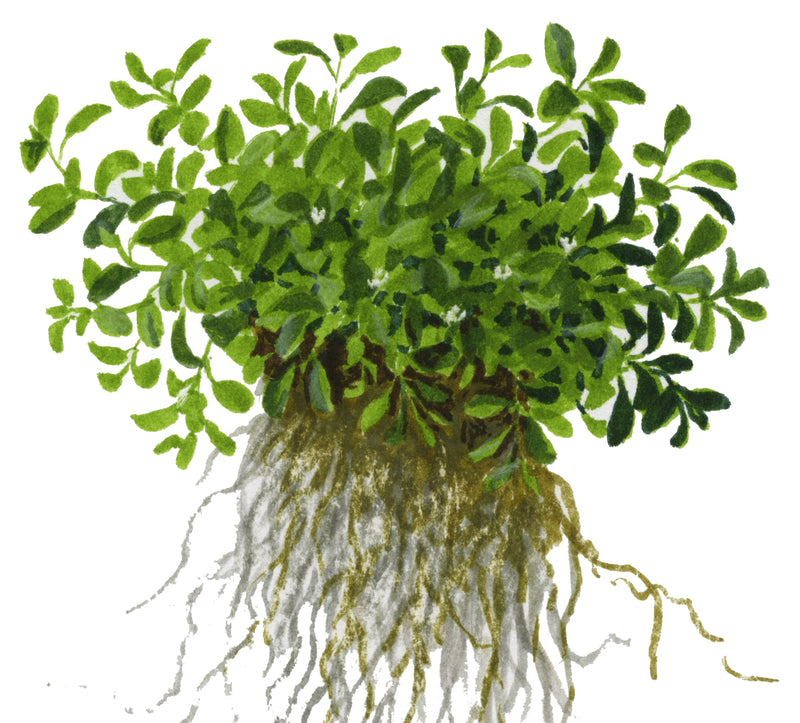Tropica Glossostigma elatinoides 1-2-Grow!