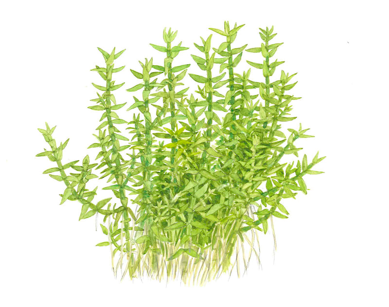 Tropica Gratiola viscidula 1-2-Grow!