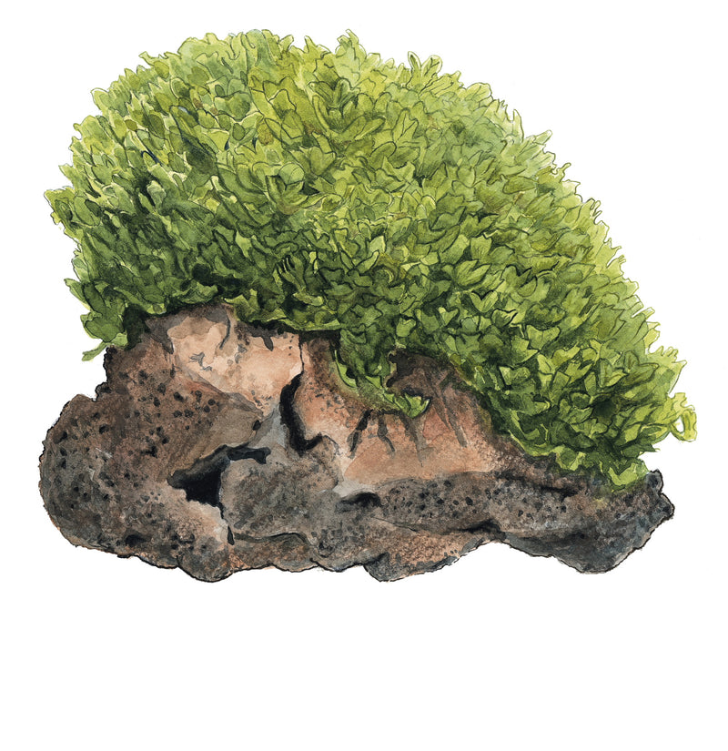 Tropica Monosolenium tenerum 1-2-Grow!