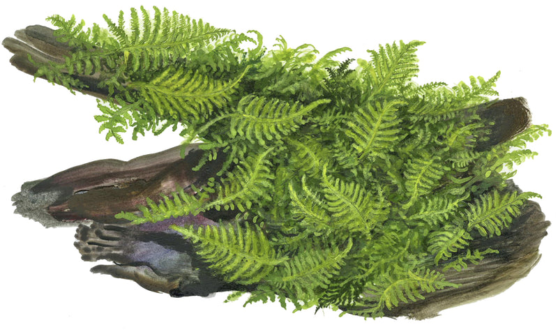 Tropica Vesicularia montagnei 'Christmas Moss' 1-2 Grow!