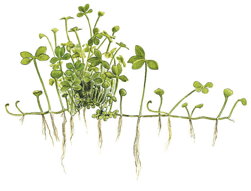 Tropica Marsilea hirsuta 1-2-Grow!