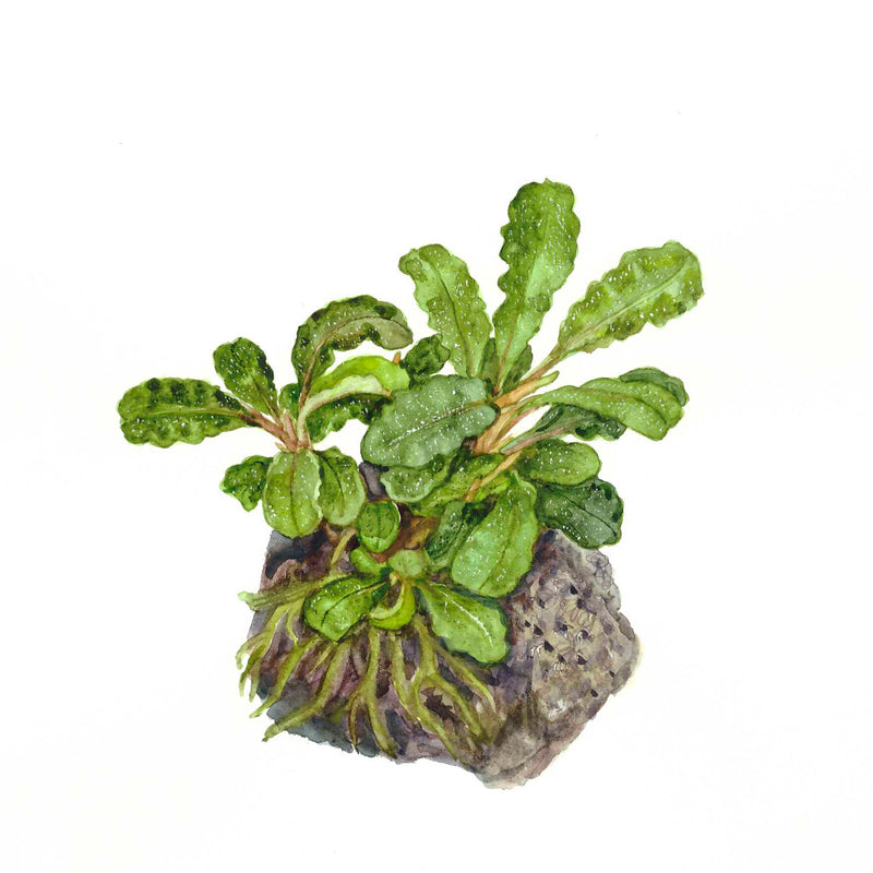 Tropica Bucephalandra pygmaea 'Bukit Kelam' 1-2 Grow!