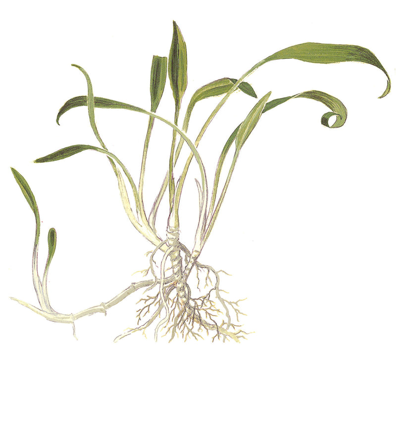 Tropica Cryptocoryne parva 1-2 Grow!