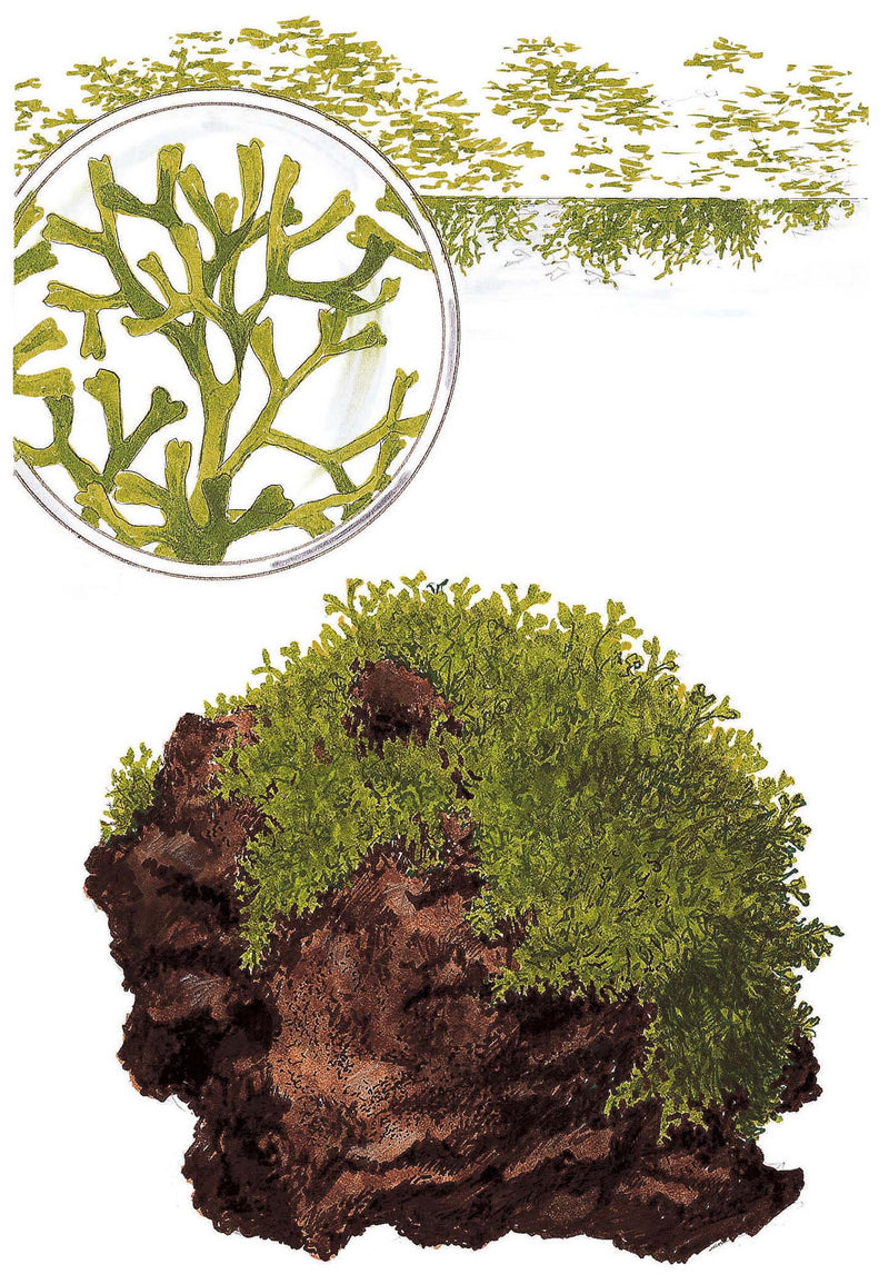 Tropica Riccia fluitans 1-2-Grow!