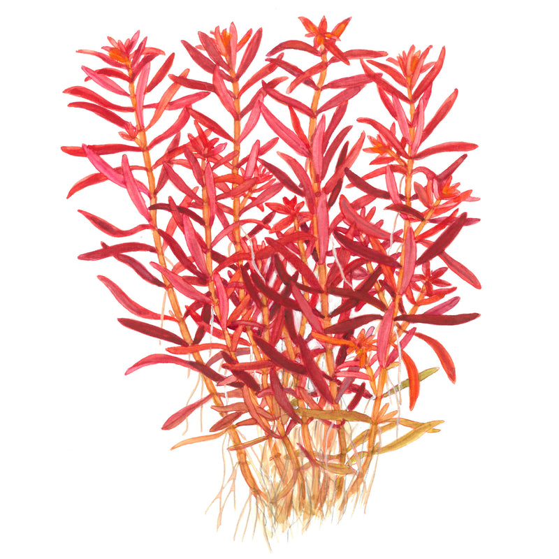 Tropica Rotala rotundifolia 'Blood Red' 1-2 Grow!