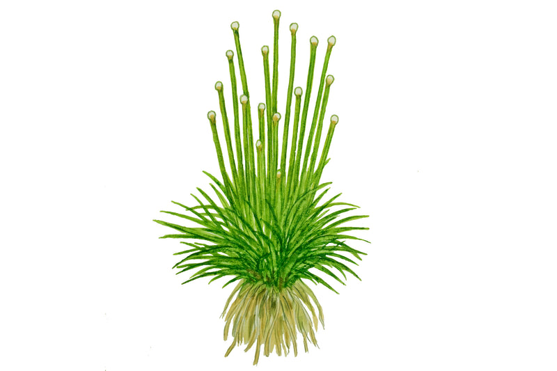 Tropica Eriocaulon cinereum 1-2-Grow!