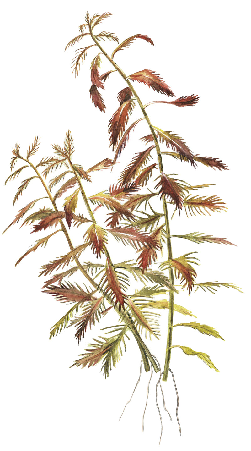 Tropica Proserpinaca palustris 'Cuba' 1-2-Grow!