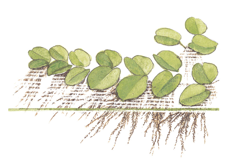 Tropica Salvinia minima 1-2 Grow!