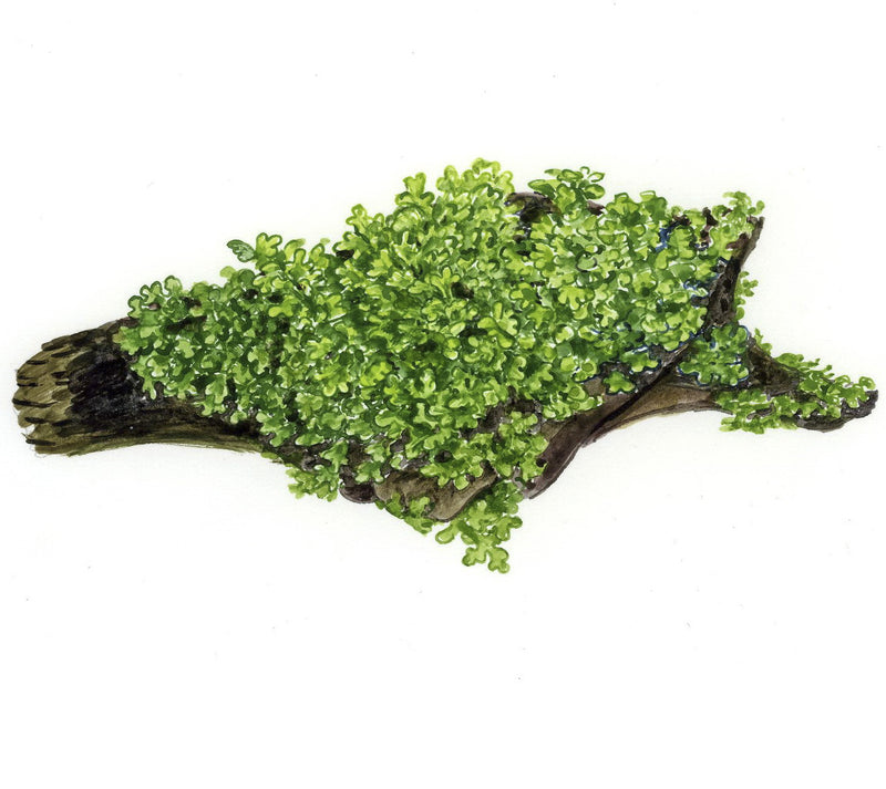 Tropica Riccardia chamedryfolia 1-2 Grow!